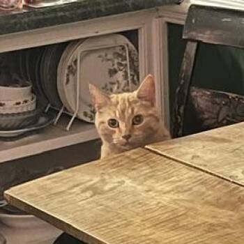 Al -  Tabby Cat for Adoption in Chesapeake, Virginia - Al | PetCurious