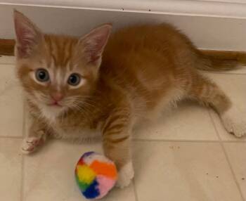 Rescue Domestic Short Hair Cats for Adoption in Darien, Georgia - Apple/Cobra | PetCurious
