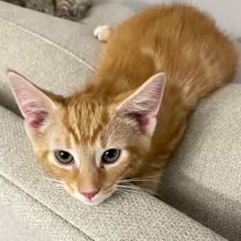 Timone -  Tabby and Domestic Short Hair Cat for Adoption in Smithfield, North Carolina - Timone | PetCurious