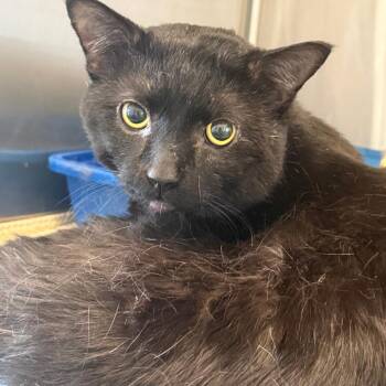 Domestic Short Hair Cats Available for Adoption in Concord, New Hampshire - Lenox | PetCurious