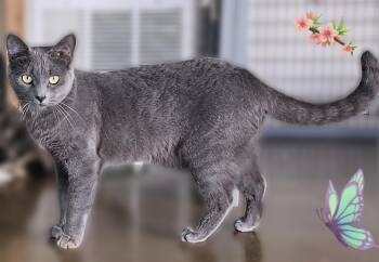 Domestic Short Hair Cats Available for Adoption in Scottsdale, Arizona - V | PetCurious