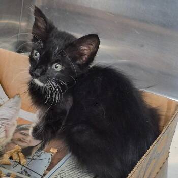 Christy -  Domestic Medium Hair Cat for Adoption in Vieques, Vieques - Christy | PetCurious