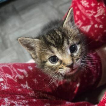 Aye Aye -  Domestic Short Hair Cat for Adoption - Aye Aye | PetCurious