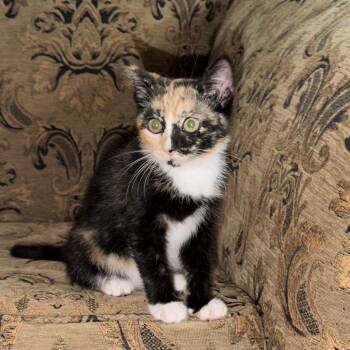 Chi chi -  Calico Cat for Adoption in Bentonville, Arkansas - Chi Chi | PetCurious