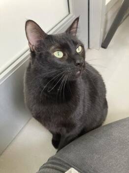 Zampetta -  Manx Cat for Adoption in Healdsburg, California - Zampetta | PetCurious