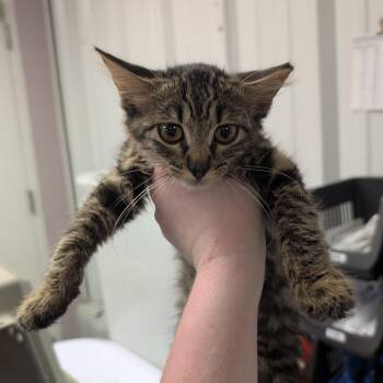 Marriott -  Domestic Medium Hair Cat for Adoption in Emporia, Kansas - Marriott | PetCurious