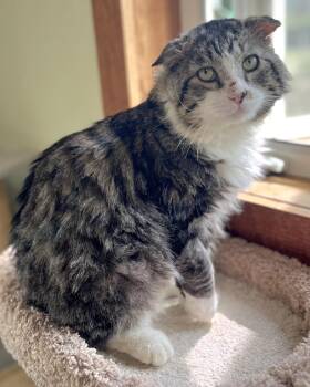 Winston -  Tabby Cat for Adoption in Springfield, Oregon - Winston | PetCurious