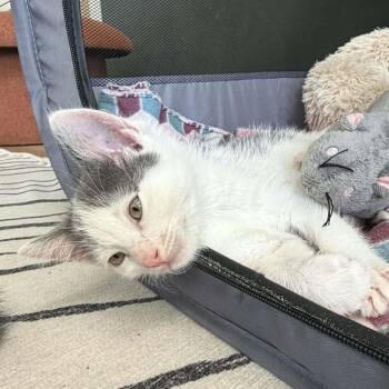 Templeton -  Domestic Short Hair Cat Available for Adoption in St. George, Utah - Templeton | PetCurious