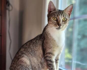 Rescue Domestic Short Hair Cats for Adoption in Raleigh, North Carolina - WINNIE | PetCurious