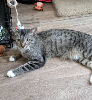 Rocky -  Domestic Short Hair Cat for Adoption in Walnut, California - Rocky | PetCurious