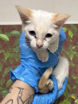 Domestic Short Hair Cats Available for Adoption - Coconut | PetCurious