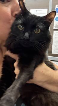 Fluffy Deleone -  Domestic Medium Hair and Tuxedo Cat for Adoption in Chandler, Arizona - Fluffy Deleone | PetCurious