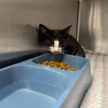 Richard -  Domestic Short Hair Cat for Adoption in Saint Joseph, Missouri - Richard | PetCurious
