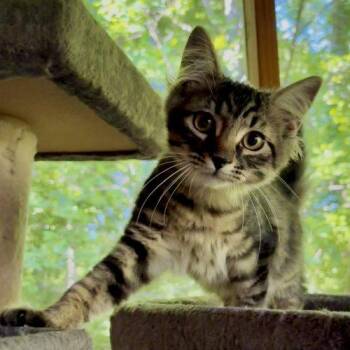 Timber -  Maine Coon and Domestic Medium Hair Cat for Adoption in Knoxville, Tennessee - Timber | PetCurious