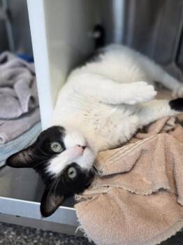 Charleston -  Domestic Long Hair and Domestic Short Hair Cat for Adoption in Westland, Michigan - Charleston | PetCurious