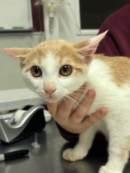 Rescue Domestic Short Hair Cats for Adoption in Fall River, Massachusetts - Bentley | PetCurious