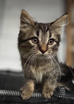 Deb -  Domestic Long Hair Cat for Adoption in Elkins, West Virginia - Deb | PetCurious