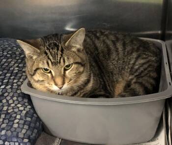 Domestic Short Hair Cats Available for Adoption in Parma, Ohio - Rocket | PetCurious