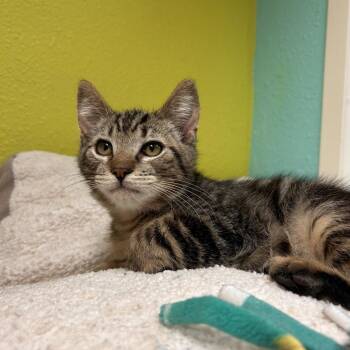 Mocolynn -  Domestic Short Hair Cat for Adoption in Fresno, California - Mocolynn | PetCurious