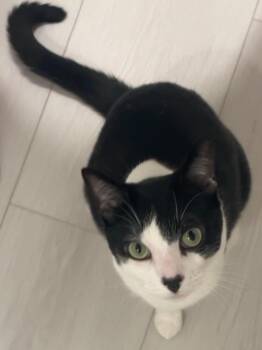 Oliver -  Domestic Short Hair Cat for Adoption - Oliver | PetCurious