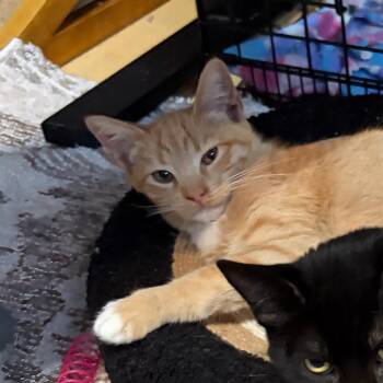 Jolie -  Domestic Short Hair Cat for Adoption in Pleasanton, California - Jolie | PetCurious