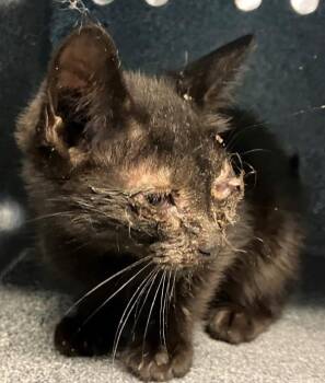 Ketchup -  Domestic Short Hair Cat for Adoption - Ketchup | PetCurious