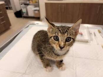 CHEERIO -  Domestic Short Hair Cat for Adoption in Baytown, Texas - CHEERIO | PetCurious