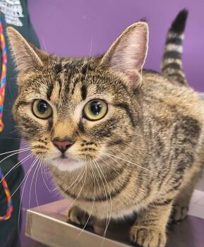 *Sherry* -  Domestic Short Hair Cat for Adoption in Salt Lake City, Utah - *Sherry* | PetCurious