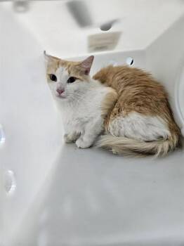 WAFFLES -  Domestic Medium Hair Cat for Adoption in Corpus Christi, Texas - WAFFLES | PetCurious