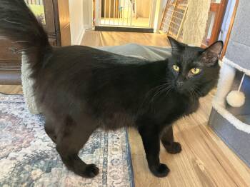 Gambit -  Domestic Long Hair Cat for Adoption in Crockett, California - Gambit | PetCurious