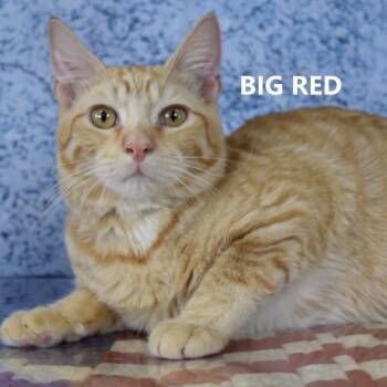 Rescue Domestic Short Hair Cats for Adoption in Yuma, Arizona - Lori/Big Red | PetCurious