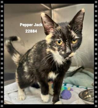 Pepper Jack -  Domestic Short Hair Cat for Adoption in Marietta, Georgia - Pepper Jack | PetCurious