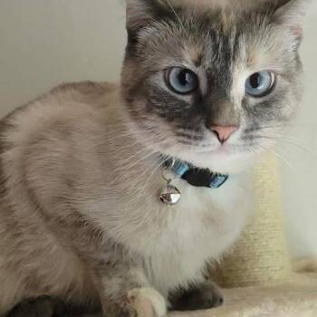 Snowy -  Siamese Cat for Adoption in Plainfield, Illinois - Snowy | PetCurious