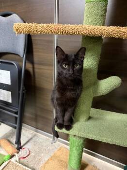 GTA 6 -  Domestic Short Hair Cat for Adoption in East Hartford, Connecticut - GTA 6 | PetCurious