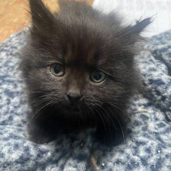 Horton Coleman -  Domestic Long Hair Cat for Adoption in Morrison, Colorado - Horton Coleman | PetCurious