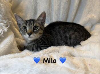 Milo -  Tabby Cat for Adoption in Copley, Ohio - Milo | PetCurious
