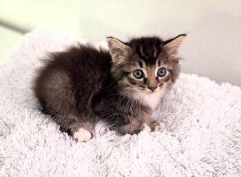 Domestic Medium Hair Cats Available for Adoption in Greensboro, North Carolina - Thomas | PetCurious