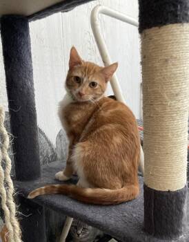 Rescue Tabby Cats for Adoption in Springfield, Oregon - Olaf | PetCurious