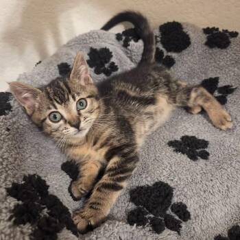 Domestic Short Hair Cats Available for Adoption in Anna, Texas - Grant | PetCurious