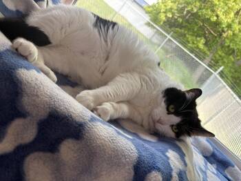 Rescue Domestic Short Hair Cats for Adoption in Stockbridge, Michigan - Izzo | PetCurious