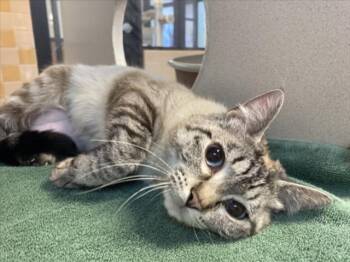 Domestic Short Hair Cats Available for Adoption in Santa Fe, New Mexico - HAZEL | PetCurious
