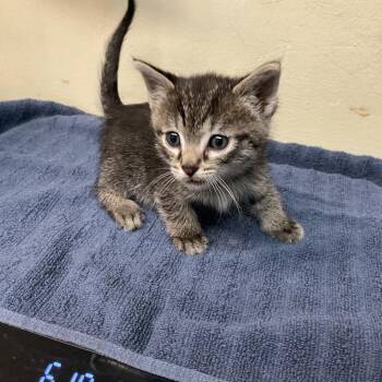 Mako -  Domestic Short Hair Cat for Adoption in Pasadena, California - Mako | PetCurious