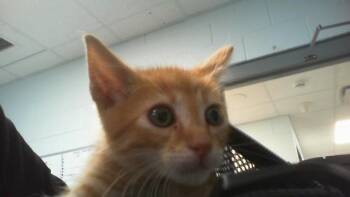 Domestic Short Hair Cats Available for Adoption in Charlotte, North Carolina - A1265284 | PetCurious