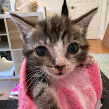 Bubbles -  Domestic Short Hair Cat Available for Adoption in Lakewood, California - Bubbles | PetCurious