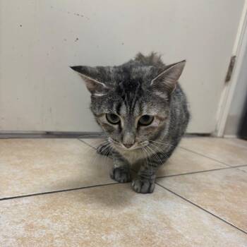 Domestic Short Hair Cats Available for Adoption in Pekin, Illinois - Rosemary | PetCurious