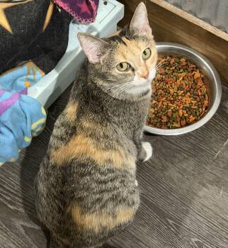 Rescue Domestic Short Hair Cats for Adoption in Fredericksburg, Ohio - Talulah | PetCurious