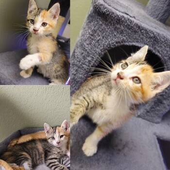 Rescue American Shorthair Cats for Adoption in Round Rock, Texas - Phoenix | PetCurious