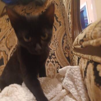 Domestic Short Hair Cats Available for Adoption in San Antonio, Texas - Pyewacket | PetCurious