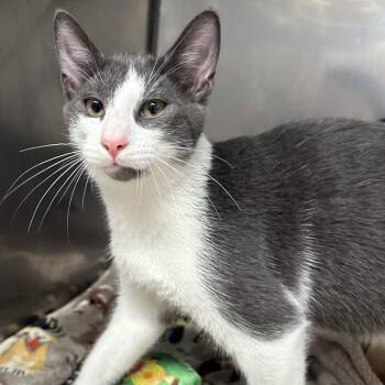 Chandler -  Domestic Short Hair Cat for Adoption in Exeter, Rhode Island - Chandler | PetCurious