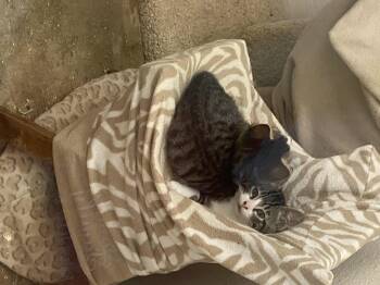 Rescue Tabby Cats for Adoption in Stanwood, Washington - Styx | PetCurious